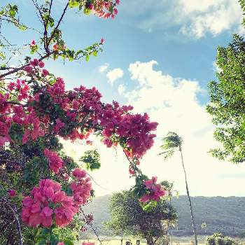 ハワイアン スタイルの画像 by ohanamakihawaiiさん | お出かけ先とブーゲンビリア♪とハワイアン スタイルとトロピカルとハワイの植物とブーゲンビリア♡とブーゲンビリアのお花とハワイと花が好き