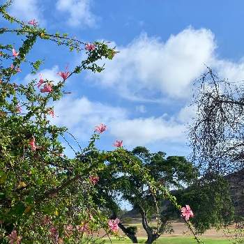 ハワイアン スタイルの画像 by ohanamakihawaiiさん | お出かけ先とハイビスカス♡とハワイアン スタイルとトロピカルとハワイの植物と ハイビスカスとハイビスカスの花とハワイと花が好きと今日のハイビスカス