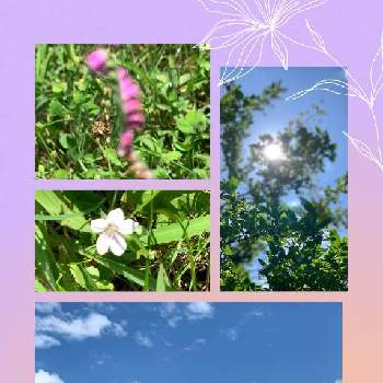 ネジバナ,流れる　雲の様に　自由に,空と雲と植物と,ヒメジョオン,イボタノキの画像