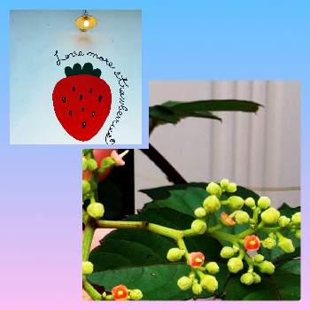 ヤブガラシの画像 by トミー☆さん | 広い庭とヤブガラシとGSミニモニ。とバラと夢CLUBと実家の庭と毎月15日はいちごの日と花のある暮らし
