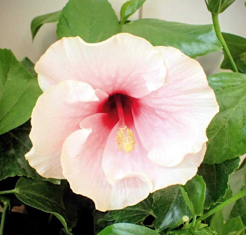 わが家のハイビスカス🌺｜🍀GreenSnap（グリーンスナップ）
