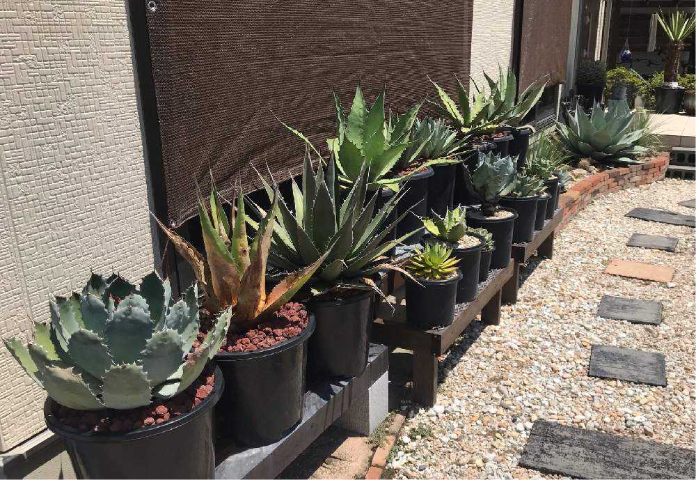 これが私のSODATEKATA〜アガベ編〜｜🍀GreenSnap（グリーンスナップ）