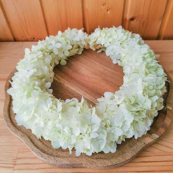 花かんむりの投稿画像一覧 Greensnap グリーンスナップ