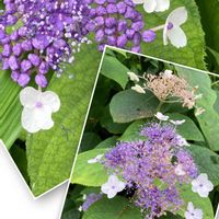 タマアジサイ,玉紫陽花,アジサイ　紫陽花,紫陽花 アジサイ あじさい,あじさい大好きの画像