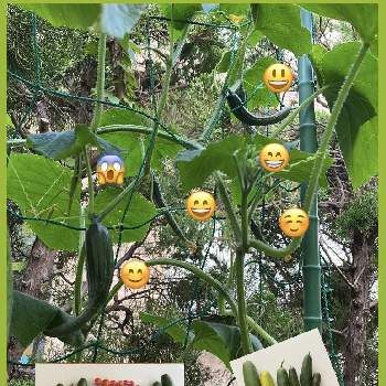 枝豆,ミニトマト,おうち園芸の画像