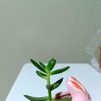 テトラゴナの育て方 日当たりや水やり加減 植え替え方法は Greensnap グリーンスナップ