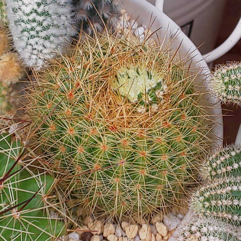 サボテン 金晃丸 抜き苗