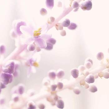 GSアダルトチームの画像 by sazanamiさん | ヤブランと紫の夜を越えてと花の写真とつぶつぶとちっちゃいものクラブと乙女色クラブとGSアダルトチーム