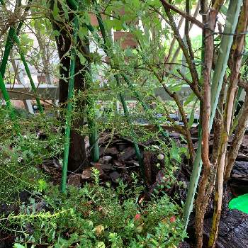 クランベリー(ツルコケモモ),クランベリー,多摩の地植え,小さな庭の画像