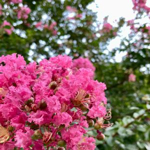 サルスベリ,ピンクの花,生薬,植栽,木の花の画像