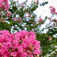 サルスベリ,サルスベリ属,ピンクの花,生薬,ミソハギ科の画像