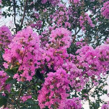 ピンクのブーケ(花束)の画像 by はなあーちゃんさん | サルスベリとたくさん咲いてると癒される♡とピンクの花と今日のお花とピンク大好きと毎年咲くとピンクのブーケ(花束)と可愛い♡