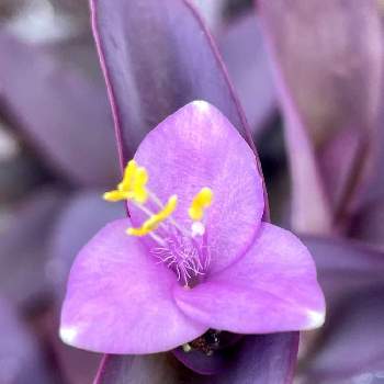 紫御殿の画像 by アールさん | 小さな庭と紫御殿と可愛い〜♡と紫の花と花のある暮らし