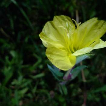 コマツヨイグサの画像 by かねーちゃんさん | お出かけ先とコマツヨイグサとJuneの会と2020年6月同期No.009と幸せの黄色いお花といつも心に太陽をと武器ではなく花を