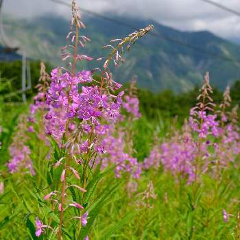 山野草めぐりの画像 by バラ爺さん | お出かけ先とヤナギランと山に咲く花と山野草めぐりと信州の野草