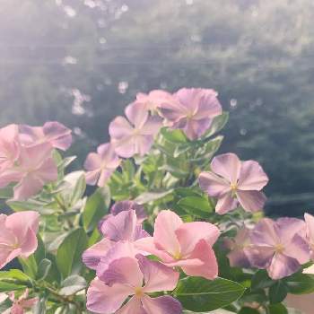 晴れの日の画像 by りんさん | バルコニー/ベランダと日日草と晴れの日と可愛いお花と癒しとおうち園芸とピンク大好きとピンクと休日のひと時と花のある暮らしとお花屋さん