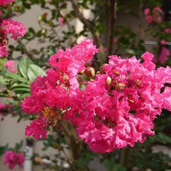 百日紅(さるすべり)の画像 by ティティさん | 百日紅(さるすべり)と花のある暮らし♡とピンクフリルが可愛いとコロ粒の蕾