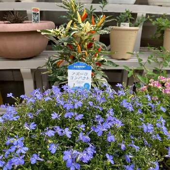 ここにしか咲かない花の投稿画像一覧 Greensnap グリーンスナップ