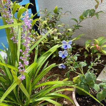 ブルーウィングの投稿画像一覧 Greensnap グリーンスナップ