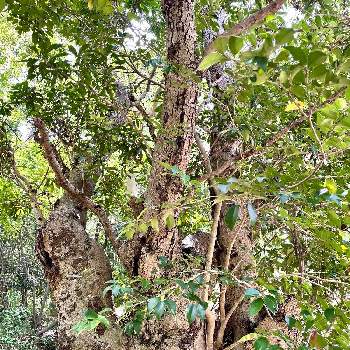 ヤマモモの画像 by スワンさん | お出かけ先とヤマモモとありがとう♡と☀️enjoy.summer☀️とよい 1日をと樹木見上げ隊と須磨とウォーキングと奥須磨森林公園と森林浴と繋がりに感謝✨