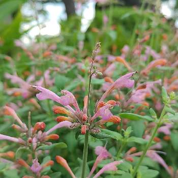 アガスターシェの育て方 Greensnap グリーンスナップ