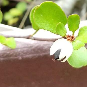 ワイヤープランツの実と種の投稿画像一覧 Greensnap グリーンスナップ