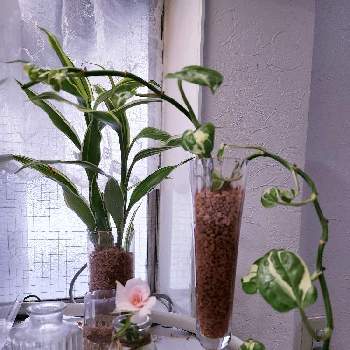 観葉植物,ブロメリア,ビルベルギア属,きれいな色,タンクブロメリアの画像
