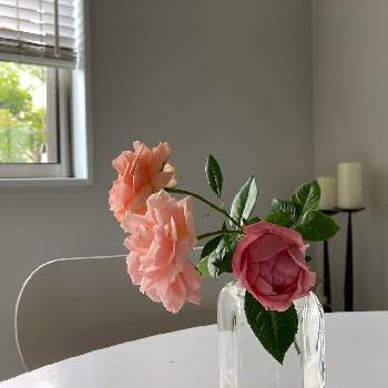 我が家のバラの画像 by キントキさん | 部屋とイーハトープの香りとバラ　イブペーシュと夏のバラとウクライナに平和をと香りの良いバラと我が家のバラと薔薇のある人生