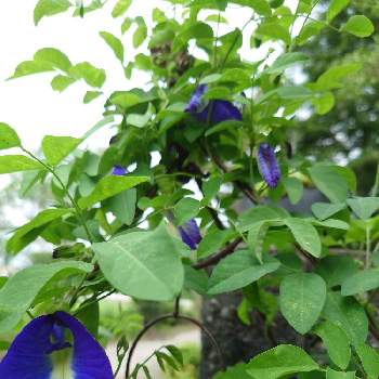 クリトリアの一覧 Greensnap グリーンスナップ