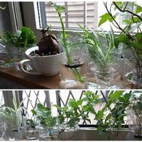 ペットボトル,水栽培,観葉植物,窓辺で, ゼラニウムの画像