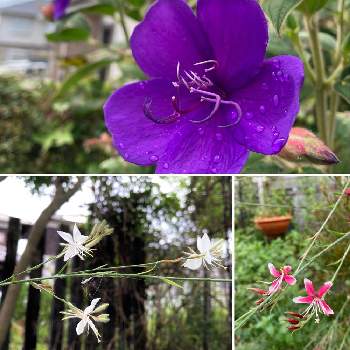 優雅の画像 by ジャクリーヌデュプレさん | 小さな庭と雨があがってと紫色とピンクの花が好きと色々な色と可憐と優雅と白い花♡