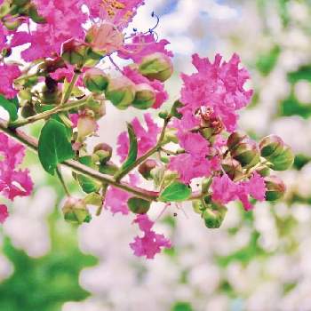 夏らしい！の画像 by Toshieさん | お出かけ先とサルスベリとGS映えとサルスベリ♡とGSミニモニ。と今日のお花と癒されると鮮やか と爽やかと被災地にエールを…。と映えると夏らしい！と素敵とコラボと白いサルスベリとピンクのサルスベリ