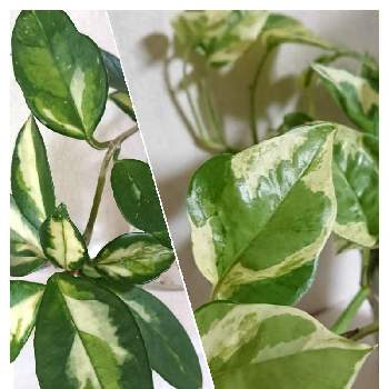 ポトス・エンジョイ,ホヤ・カルノーサ,観葉植物,グリーンのある暮らし,癒しgreenの画像