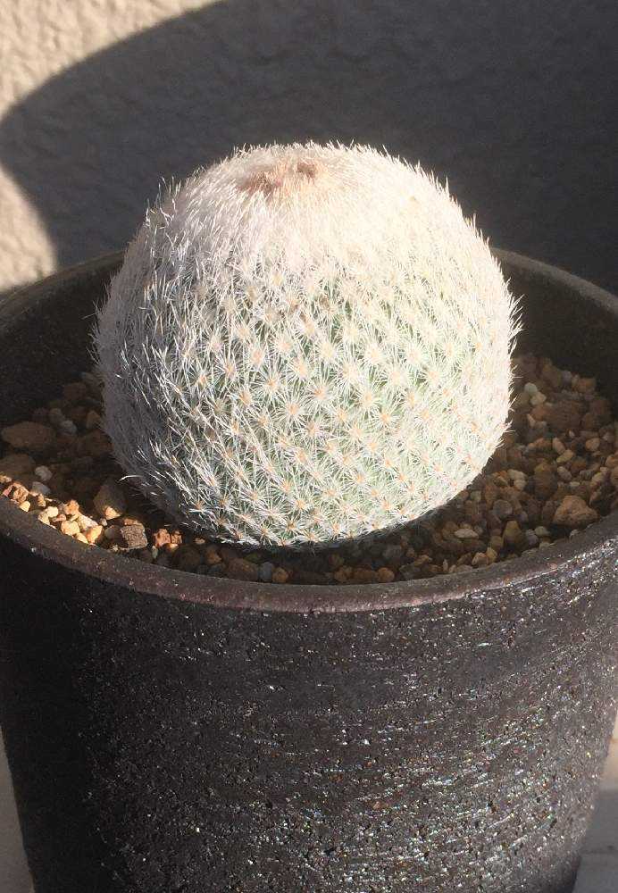 サボテン 47.特白月世界 サボテン 多肉植物 月世界の通販