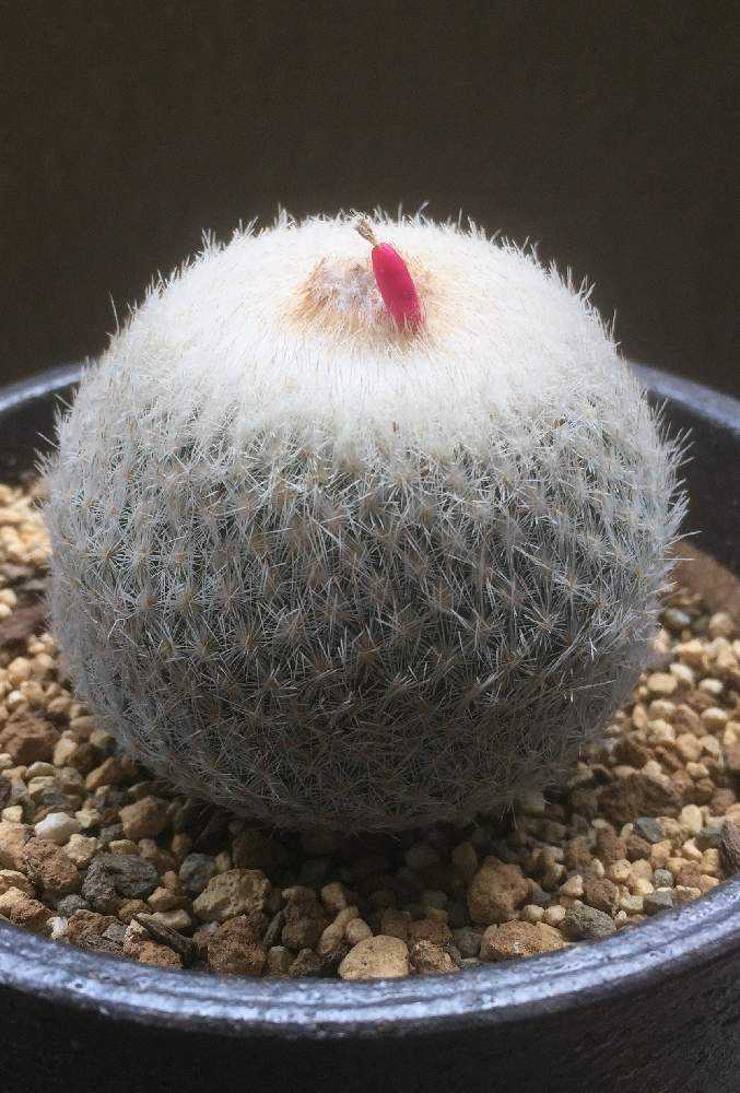 大型月世界の実生記録｜🍀GreenSnap（グリーンスナップ）