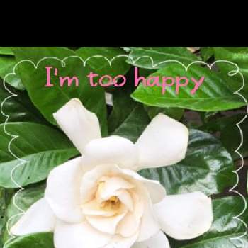 クチナシ　八重咲きの画像 by コロコロロさん | クチナシ　八重咲きと今日のお花と純白マニア