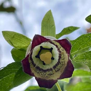 ベル型の花の投稿画像一覧 Greensnap グリーンスナップ