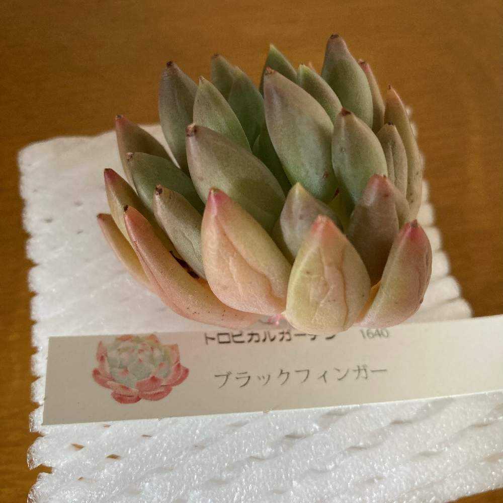 ✦Liliciana × simulans 韓国苗 トロピカルガーデン 多肉植物