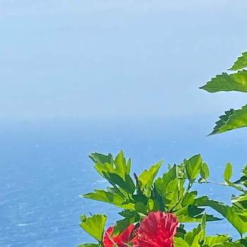 樹木の花の投稿画像一覧 Greensnap グリーンスナップ