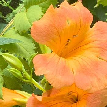 ノウゼンカズラ*の画像 by みぃさん | 小さな庭と幸せを祈るとオレンジ色の花とありがとう♡とノウゼンカズラ*とみんな仲良しと感謝と夏の花と花となかよしと小さな幸せ♡と花のある暮らし