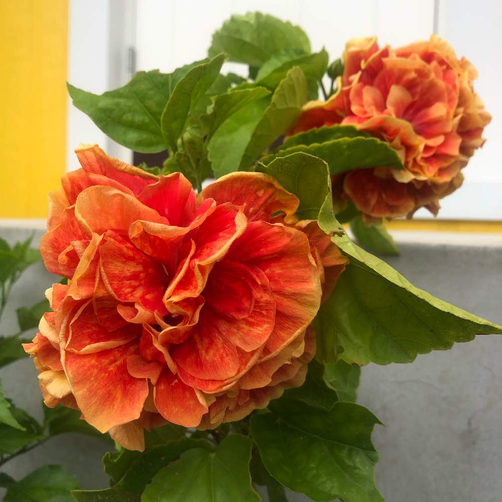 ハイビスカス試行錯誤 Greensnap グリーンスナップ