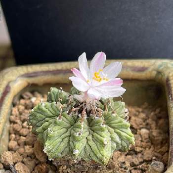 サボテン 花籠の投稿画像一覧 Greensnap グリーンスナップ サボテン 花籠の投稿画像一覧 Greensnap グリーンスナップ