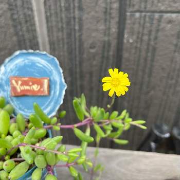 ルビーネックレスの花の投稿画像一覧 Greensnap グリーンスナップ ルビーネックレスの花の投稿画像一覧 Greensnap グリーンスナップ