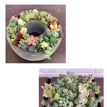 乙女心,オーロラ,プロリフィカ,多肉植物,セメント鉢の画像