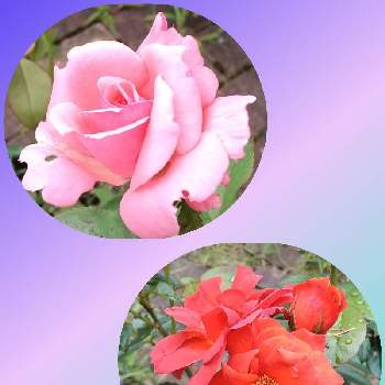 遊び心,薔薇・バラ・ばら,大好きな色,癒し,GS映えの画像