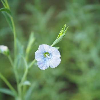 亜麻 アマ の投稿画像一覧 Greensnap グリーンスナップ