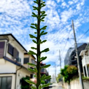 Agave filifera subsp. schidigera,車庫の画像