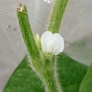 可愛い野菜の花の投稿画像一覧 Greensnap グリーンスナップ