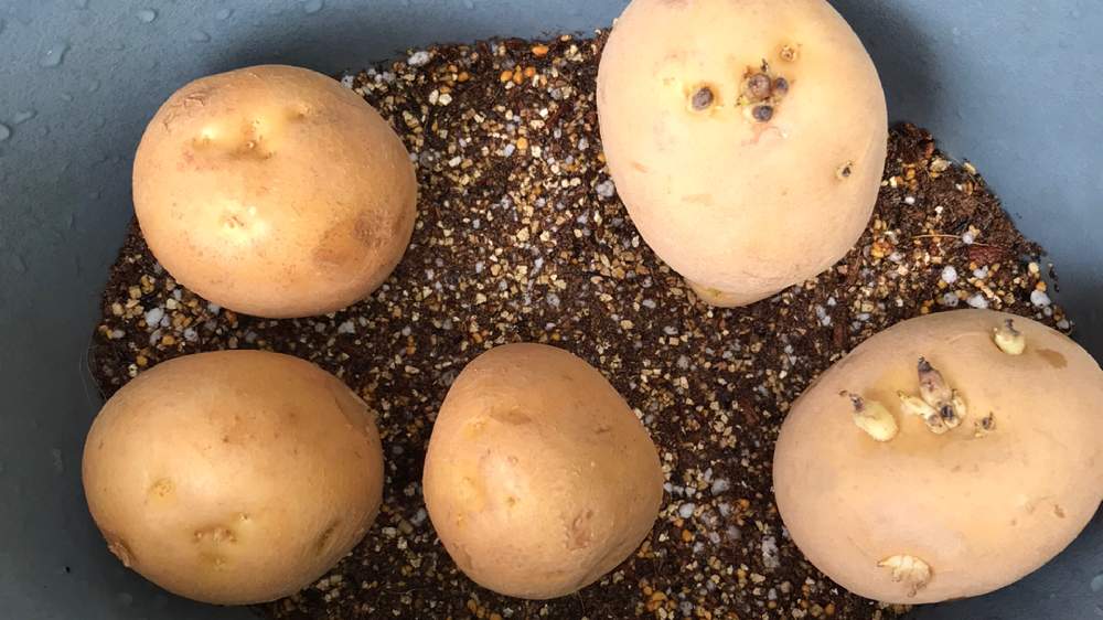 ほくほく秋ジャガイモ 芽出しから初挑戦 Greensnap グリーンスナップ