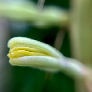 アガベ滝の白糸,Agave filifera,Agave filifera subsp. schidigera,車庫の画像